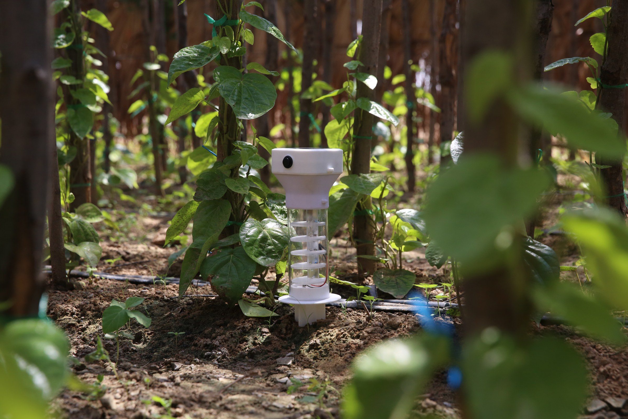 Future Sense: A Betel Meter in the field, among the betel vines